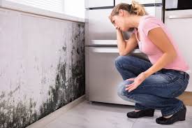 Why You Should Choose Our Mold Remediation Services in La Junta, CO